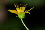 Kidneyleaf rosinweed